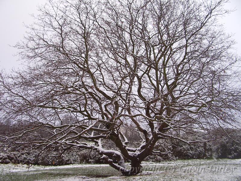 Snow, Blackheath  IMGP7552.JPG